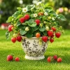 Everbearing Strawberry Live Plant – Fruit Berry Seedling – 4-6 Inch Tall, 3 Inch Pot - Image 1