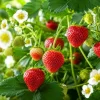 Everbearing Strawberry Plants - Set of 2 Live Berry Bushes - 4-6 Inch Tall, 3 Inch Pot - Outdoor Fruit Plant - Image 1