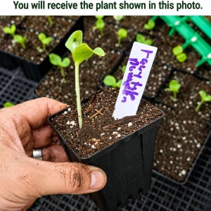 Fairytale Pumpkin Live Plant – Winter Squash Vegetable – 2-4 Inch Tall – Outdoor Garden - Image 2