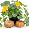 Fairytale Pumpkin Live Plant – Winter Squash Vegetable – 2-4 Inch Tall – Outdoor Garden - Image 1