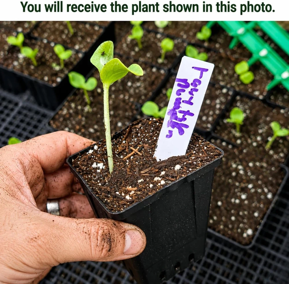 Fairytale Pumpkin Plant - Winter Squash Vegetable Garden, 2-4 Inch Tall - Image 2
