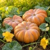Fairytale Pumpkin Plant - Winter Squash Vegetable Garden, 2-4 Inch Tall - Image 1