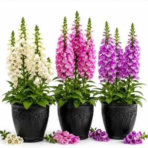 Foxglove Live Plant - Hardy Perennial Summer Flowers, 2-4 Inch Tall, 3 Inch Pot - Image 1