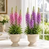 Foxglove Live Plant Set of 2 - Hardy Perennial Summer Flowers for Outdoor Garden, 2-4 Inch Tall, 3 Inch Pot - Image 1