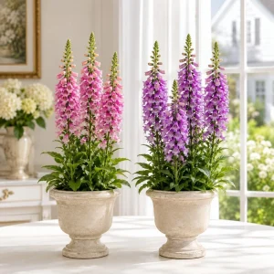 Foxglove Live Plant Set of 2 - Hardy Perennial Summer Flowers for Outdoor Garden, 2-4 Inch Tall, 3 Inch Pot - Image 1