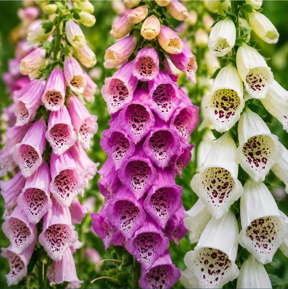 Foxglove Live Plant Set of 2 - Hardy Perennial Summer Flowers for Outdoor Garden, 2-4 Inch Tall, 3 Inch Pot - Image 3