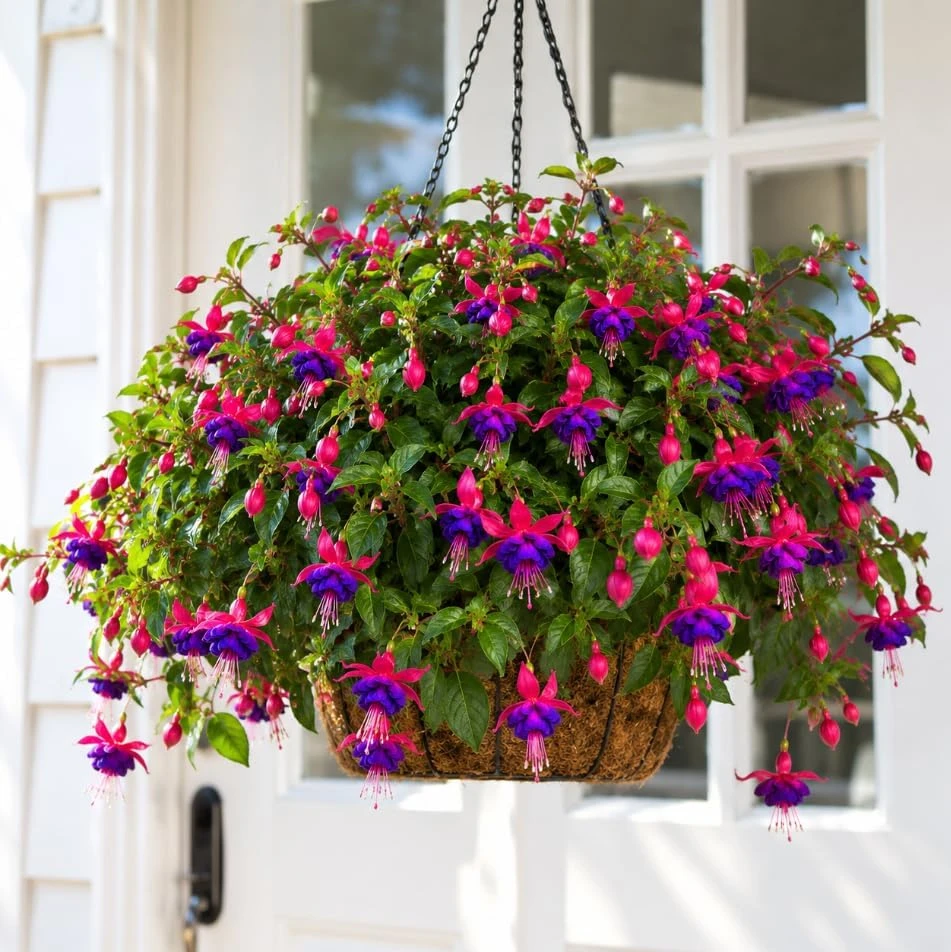 Fuchsia Live Plant – Pink & Purple Flowers, 4-6 inch Tall, 5 Inch Pot - Image 4