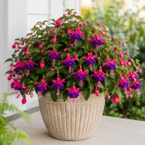 Fuchsia Live Plant – Pink & Purple Flowers, 4-6 inch Tall, 5 Inch Pot - Image 7