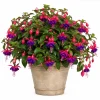Fuchsia Live Plant – Pink & Purple Flowers, 4-6 inch Tall, 5 Inch Pot - Image 1