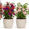 Fuchsia Live Plant - Random Color Flower, 4-6 Inch Tall, 5 Inch Pot - Image 1