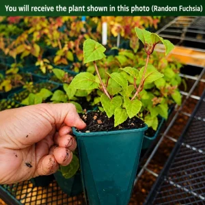 Fuchsia Live Plant - Random Color Flower, 4-6 Inch Tall, 5 Inch Pot - Image 2