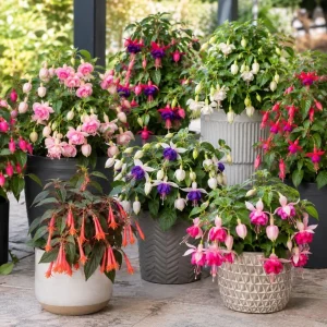 Fuchsia Live Plant – Random Color Flower – 4-6 inch Tall – 5 Inch Pot - Image 4