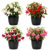 Fuchsia Live Plant – Random Color Flower – 4-6 inch Tall – 5 Inch Pot - Image 1