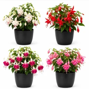 Fuchsia Live Plant – Random Color Flower – 4-6 inch Tall – 5 Inch Pot - Image 1