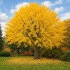 Ginkgo Biloba Live Plant - Perennial Tree, Yellow Fall Foliage, 6-12 Inch Tall, Quart Pot - Image 1