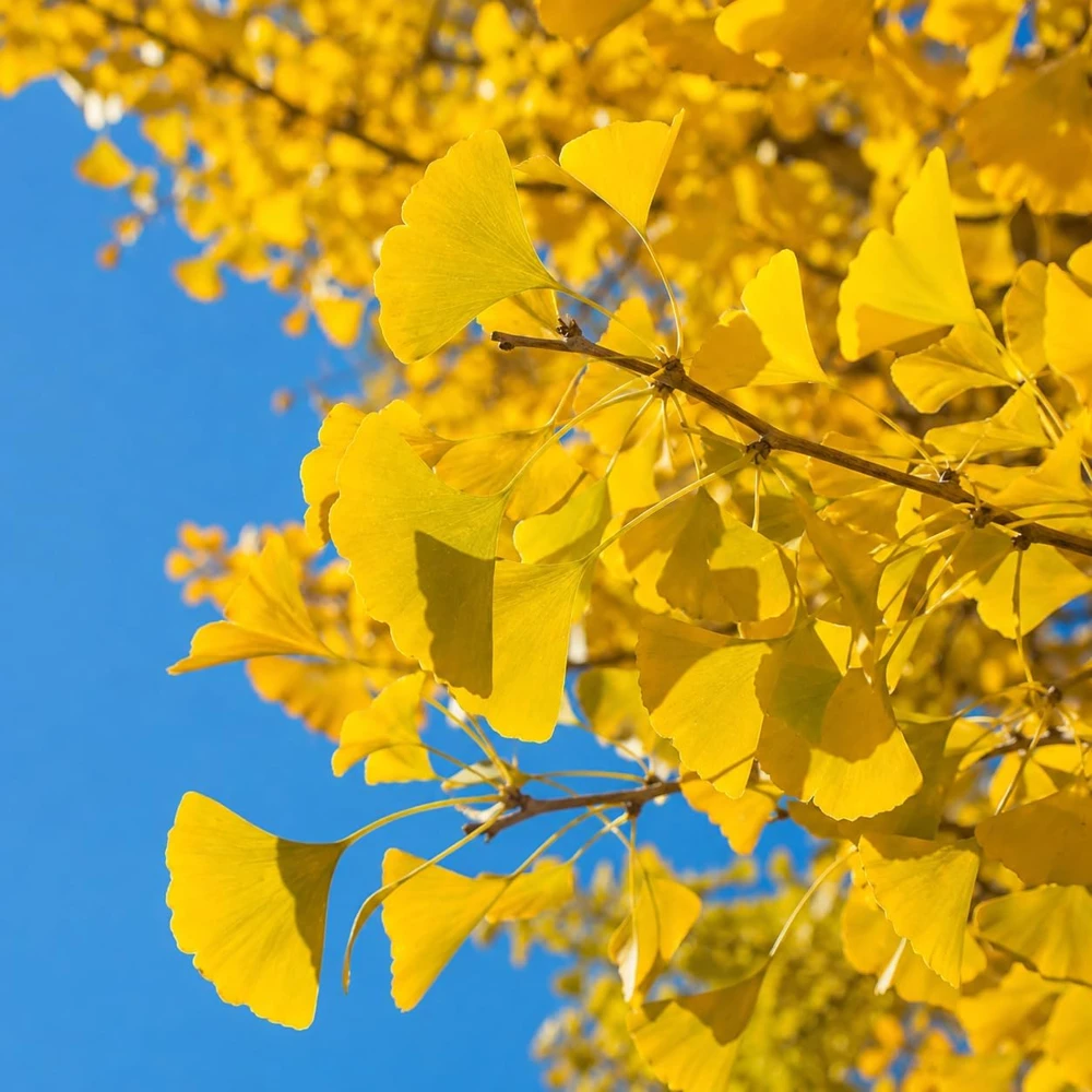Ginkgo Biloba Live Plant - Perennial Tree, Yellow Fall Foliage, 6-12 Inch Tall, Quart Pot - Image 3