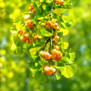 Ginkgo Biloba Live Plant - Perennial Tree, Yellow Fall Foliage, 6-12 Inch Tall, Quart Pot - Image 5