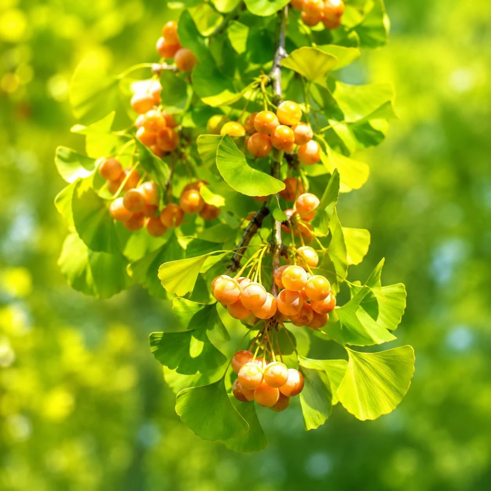 Ginkgo Biloba Live Plant - Perennial Tree, Yellow Fall Foliage, 6-12 Inch Tall, Quart Pot - Image 5