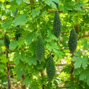 Green Bitter Melon Live Plant – 3-5 Inches Tall in 4 Inch Nursery Pot – Bitter Gourd Vegetable Vine for Outdoor Garden & Containers - Image 2