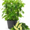 Green Bitter Melon Live Plant – 3-5 Inches Tall in 4 Inch Nursery Pot – Bitter Gourd Vegetable Vine for Outdoor Garden & Containers - Image 1