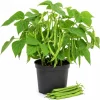 Green Bush Bean Live Plants - 2 Vegetable Starter Plants, 4 Inch Pot, 3-6 Inches Tall, Outdoor Garden - Image 1