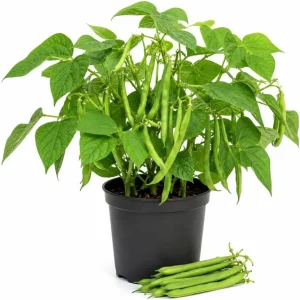 Green Bush Bean Live Plants - 2 Vegetable Starter Plants, 4 Inch Pot, 3-6 Inches Tall, Outdoor Garden - Image 1