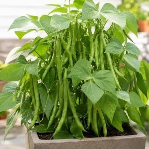 Green Bush Bean Live Plants - 2 Vegetable Starter Plants, 4 Inch Pot, 3-6 Inches Tall, Outdoor Garden - Image 6