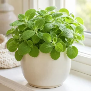 Green Cuban Oregano Live Plant - 2 Per Pot - 4-6 Inch Tall - Fragrant Herb in 4 Inch Pot - Indoor Outdoor - Image 2