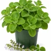 Green Cuban Oregano Live Plant - 2 Per Pot - 4-6 Inch Tall - Fragrant Herb in 4 Inch Pot - Indoor Outdoor - Image 1