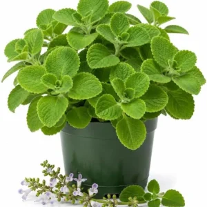 Green Cuban Oregano Live Plant - 2 Per Pot - 4-6 Inch Tall - Fragrant Herb in 4 Inch Pot - Indoor Outdoor - Image 1