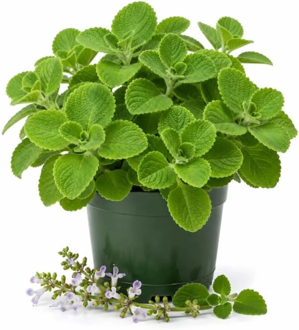 Green Cuban Oregano Live Plant - 2 Per Pot - 4-6 Inch Tall - Fragrant Herb in 4 Inch Pot - Indoor Outdoor - Image 1