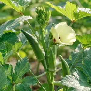 Green Okra Live Plant Set – 2 Plants per Pot – 3-5 Inches Tall – Outdoor Vegetable - Image 2
