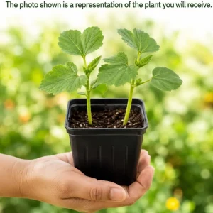Green Okra Live Plant Set – 2 Plants per Pot – 3-5 Inches Tall – Outdoor Vegetable - Image 3