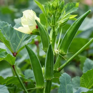 Green Okra Live Plant Set – 2 Plants per Pot – 3-5 Inches Tall – Outdoor Vegetable - Image 4