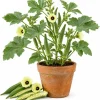Green Okra Live Plant Set – 2 Plants per Pot – 3-5 Inches Tall – Outdoor Vegetable - Image 1