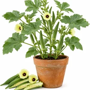 Green Okra Live Plant Set – 2 Plants per Pot – 3-5 Inches Tall – Outdoor Vegetable - Image 1