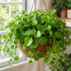 Green Swedish Ivy Live Plant - 2 Plants, 3-6 Inch Tall, 4 Inch Pot, Easy Care Trailing Houseplant - Image 1