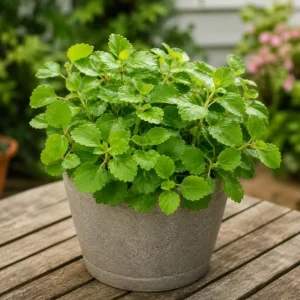 Green Swedish Ivy Live Plant - 2 Plants, 3-6 Inch Tall, 4 Inch Pot, Easy Care Trailing Houseplant - Image 3