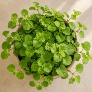 Green Swedish Ivy Live Plant - 2 Plants, 3-6 Inch Tall, 4 Inch Pot, Easy Care Trailing Houseplant - Image 4