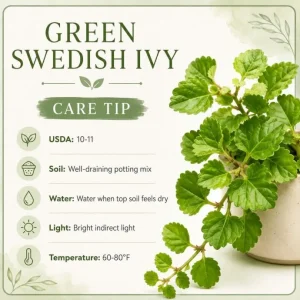 Green Swedish Ivy Live Plant - 2 Plants, 3-6 Inch Tall, 4 Inch Pot, Easy Care Trailing Houseplant - Image 5