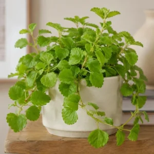 Green Swedish Ivy Live Plants, Pack of 2, 3-6 Inch Tall Trailing Houseplant - Image 3