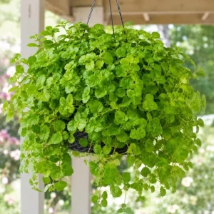 Green Swedish Ivy Live Plants, Pack of 2, 3-6 Inch Tall Trailing Houseplant - Image 5