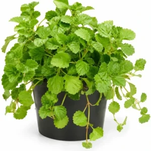 Green Swedish Ivy Live Plants, Pack of 2, 3-6 Inch Tall Trailing Houseplant - Image 1