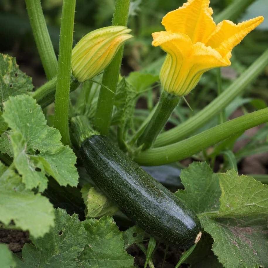 Green Zucchini Live Plants – 2 Pack, 4-6 Inch Summer Squash Seedlings in 4 Inch Pots, Outdoor - Image 2