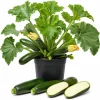 Green Zucchini Live Plants – 2 Pack, 4-6 Inch Summer Squash Seedlings in 4 Inch Pots, Outdoor - Image 1