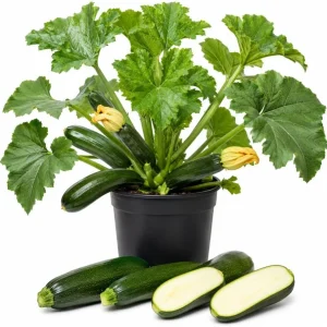 Green Zucchini Live Plants – 2 Pack, 4-6 Inch Summer Squash Seedlings in 4 Inch Pots, Outdoor - Image 1