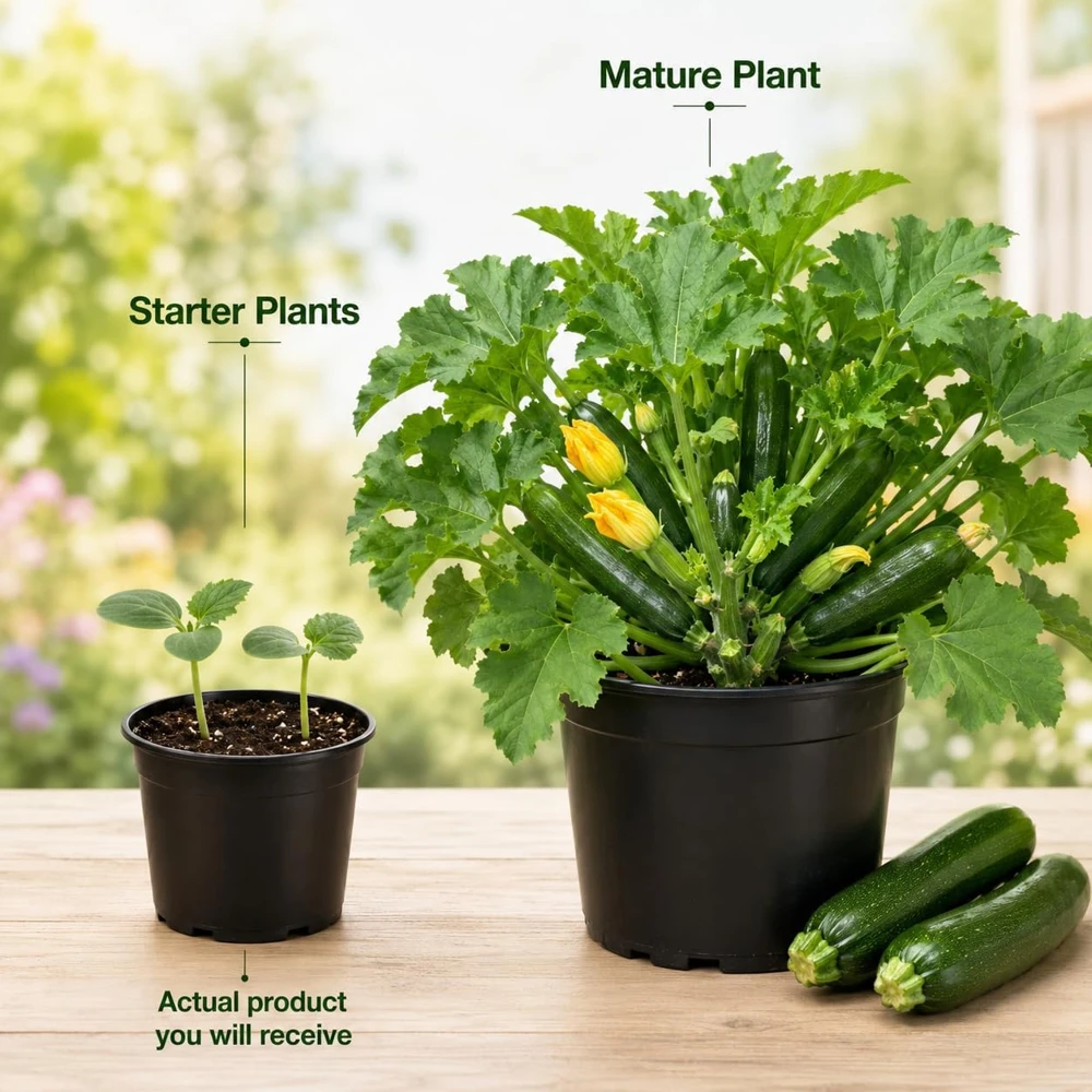 Green Zucchini Live Plants – 2 Pack, 4-6 Inch Summer Squash Seedlings in 4 Inch Pots, Outdoor - Image 4