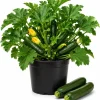 Green Zucchini Live Plants - Set of 2 Summer Squash Starter Seedlings, 4-6 Inch, 4 Inch Pots - Image 1