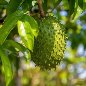 Guanabana Soursop Live Plant, 4-6 Inch Tropical Fruit Tree in 4 Inch Pot - Image 4