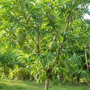 Guanabana Soursop Live Plant, 4-6 Inch Tropical Fruit Tree in 4 Inch Pot - Image 7